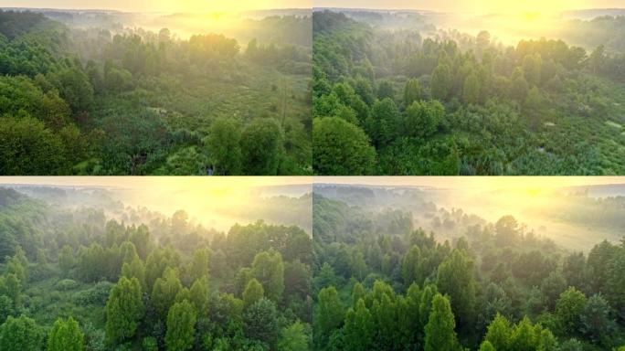 日出时绿色森林的壮丽景色。飞越树顶。阳光通过。空中射击，4K