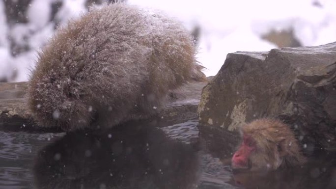 冬季，日本长野的日本猕猴或雪猴与温泉在雪猴公园或jigokudaani Yaen-Koen