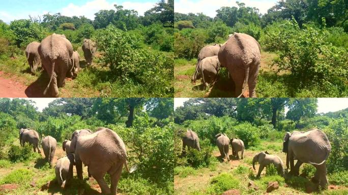 非洲大象在灌木丛中喂养自己