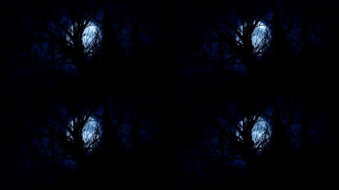 月亮照耀着树林中杂草丛生的老树