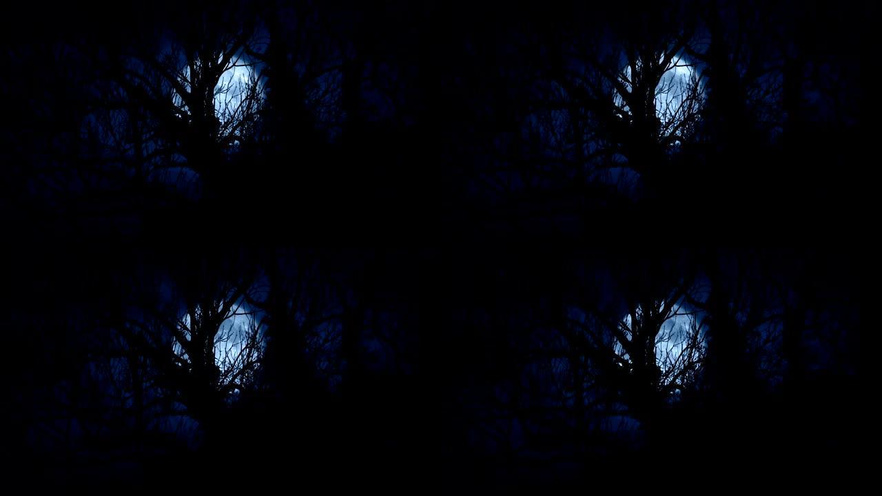 月亮照耀着树林中杂草丛生的老树