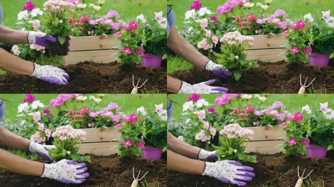 一个美丽的女人在她的花园里种下五颜六色的花朵，为您的花园增添色彩。
