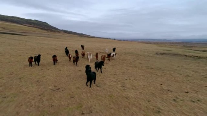 野马女士沿着冰岛的偏远景观移动