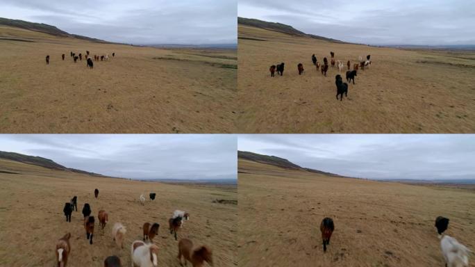 野马女士沿着冰岛的偏远景观移动