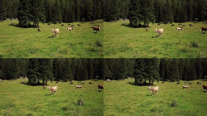 在农场的围栏上散步时，释放了一群美丽，整洁的牛群 (棕色)，从侧面拍摄了美丽的电影，背景是gras和