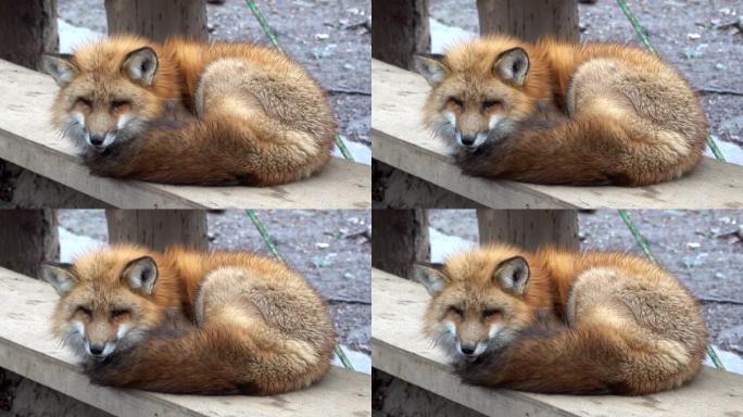 日本雪狐特写展示小动物生物