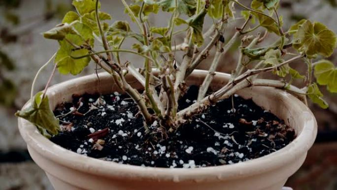 冰雹中的盆栽植物