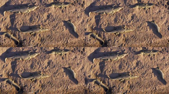 津巴布韦河岸上晒日光浴的一小群鳄鱼的鸟瞰图