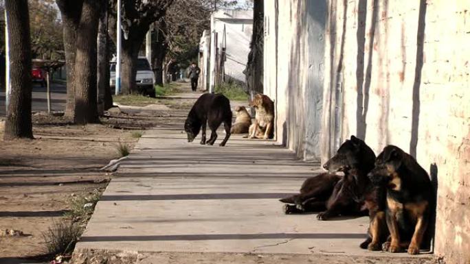 在蒙得维的亚 (乌拉圭) 的一条街道上休息的狗。