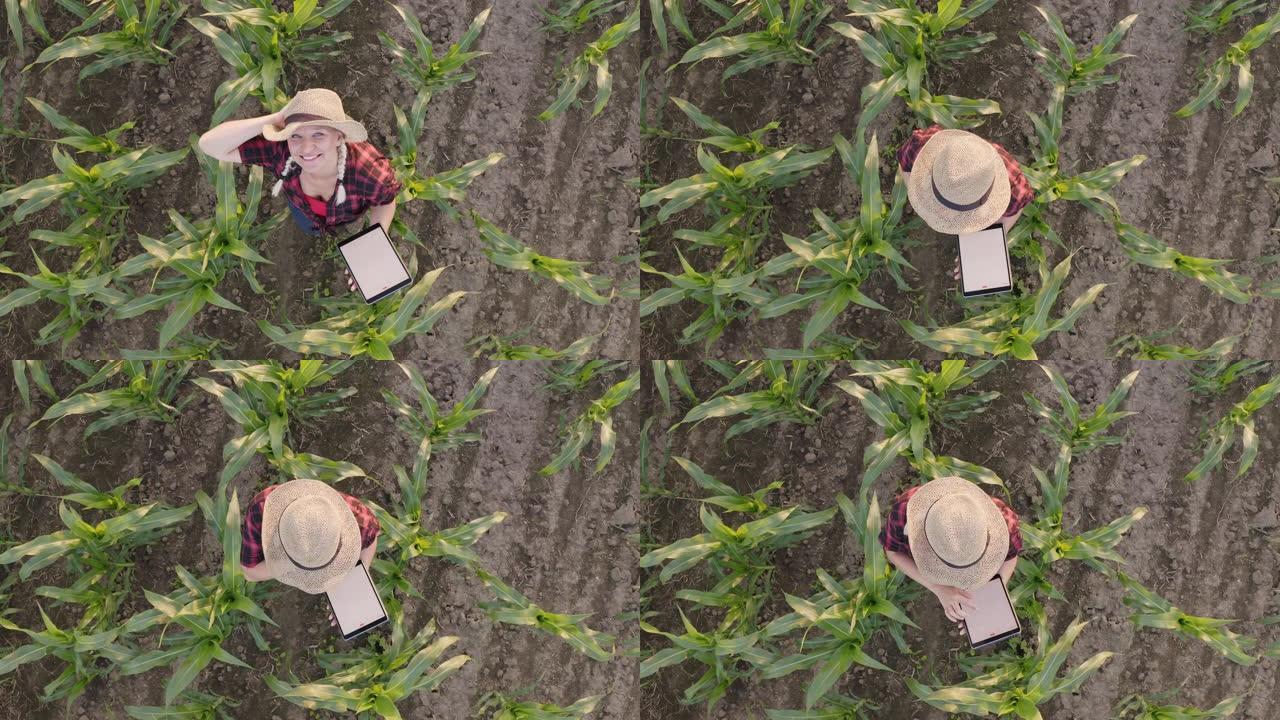 一名女农民在玉米地里使用平板电脑的航拍照片