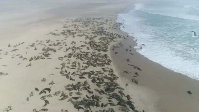 4k空中飞越纳米比亚纳米布沙漠海岸线上的一大群海角海狗