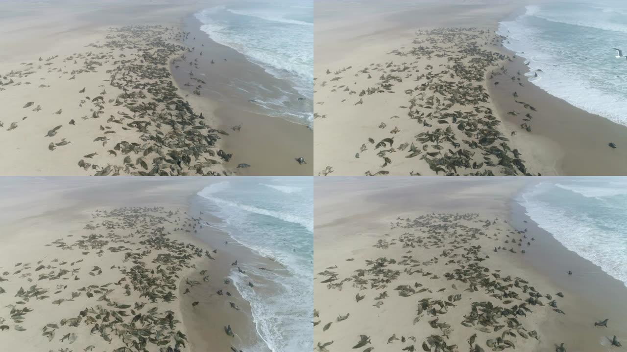 4k空中飞越纳米比亚纳米布沙漠海岸线上的一大群海角海狗