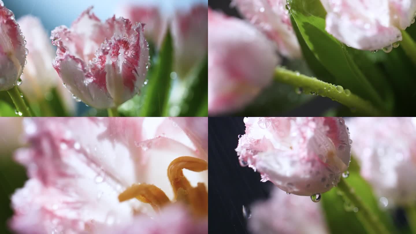 雨中的重瓣郁金香花朵，水滴从花瓣滴落视频