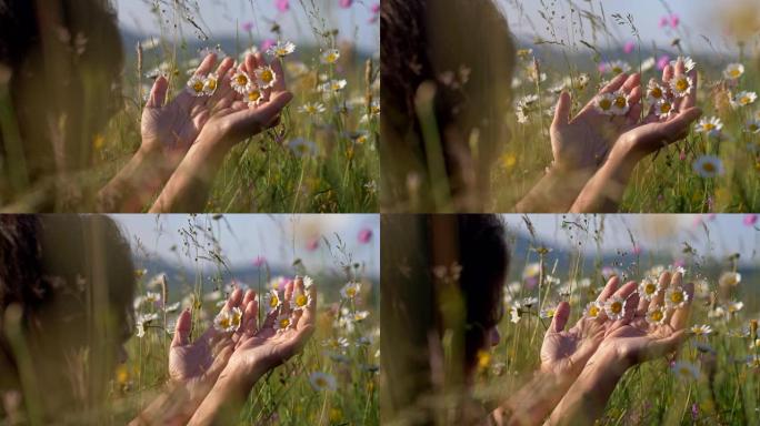 女人手里拿着白色的菊花花。日落时的夏季高山草甸。夏季概念