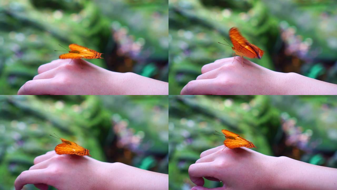 4k镜头橙色蝴蝶在森林中拍打女人后手翅膀的场景动物行为与自然概念
