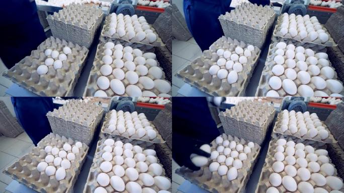 农场工人将鸡蛋放在成堆存放的纸板托盘上。
