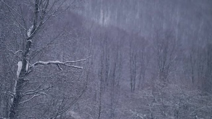 冬季仙境。雪山景观。积雪覆盖的植物