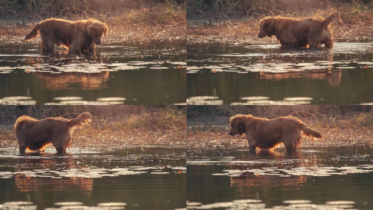 拉布拉多猎犬在水中玩耍