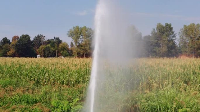在一个阳光明媚的日子里，农业灌溉系统在一个农村农田的玉米地里喷洒水的慢镜头