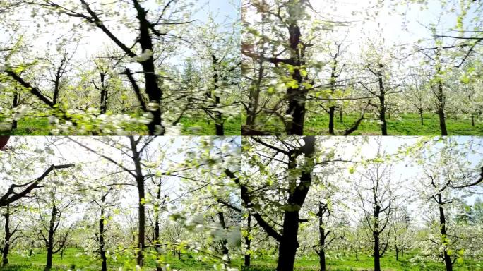 樱花在风中摇曳。果园里的春天。鸟瞰图