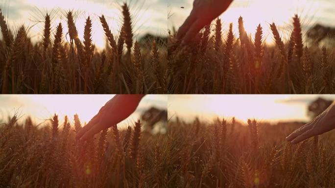 SLO MO在日落时在田野中触摸麦穗