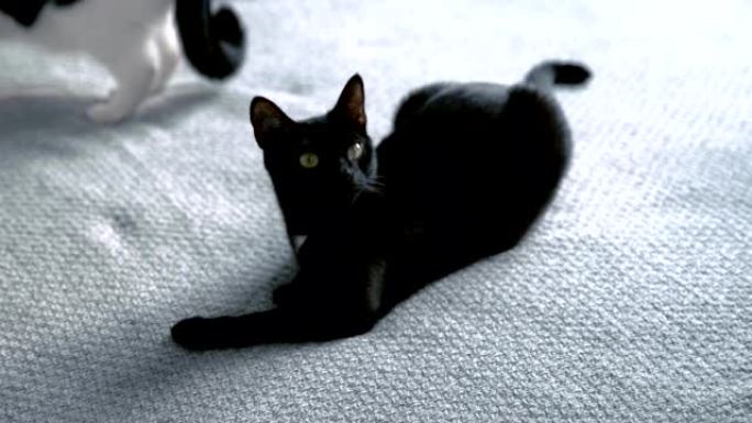 床上可爱的黑猫。其他路过的猫