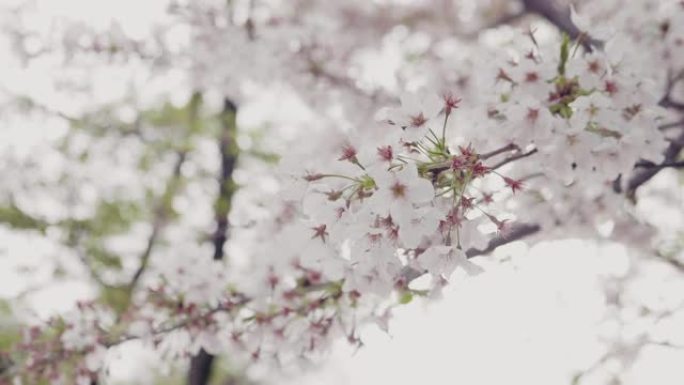 特写; 樱花在风中吹来，日本-