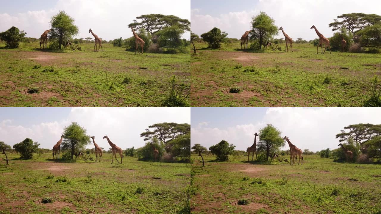 一群长颈鹿在非洲大草原中行走，沉浸在野外。