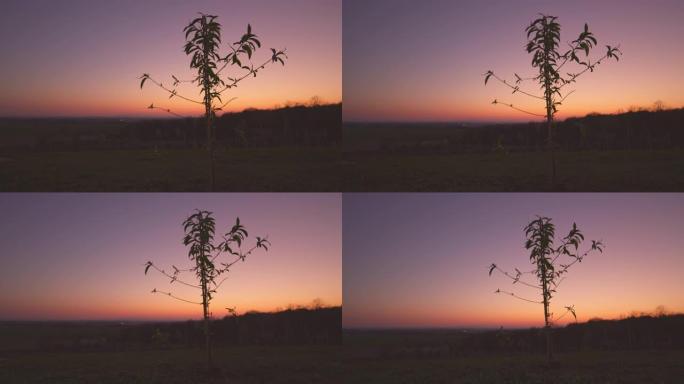 WS年轻的桃树在宁静的乡村日落天空中生长