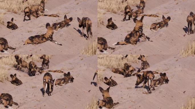 近距离观看非洲野狗幼崽躺在汽车沙道，在奥卡万戈三角洲，博茨瓦纳