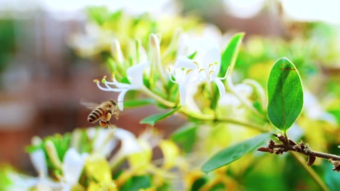 蜜蜂收集花蜜花粉在金银花周围飞行