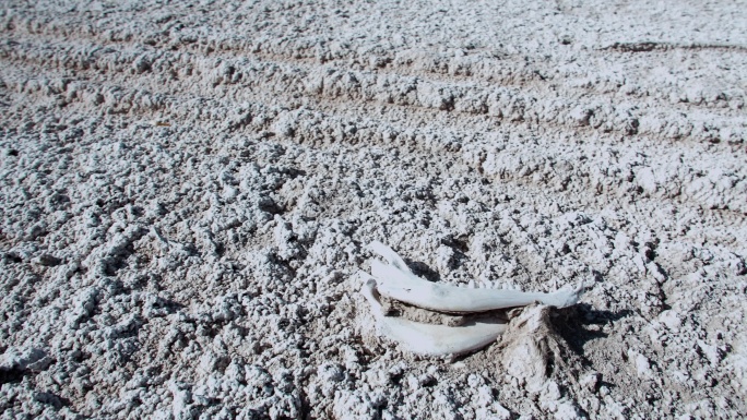 荒漠化盐碱地上的动物骨头