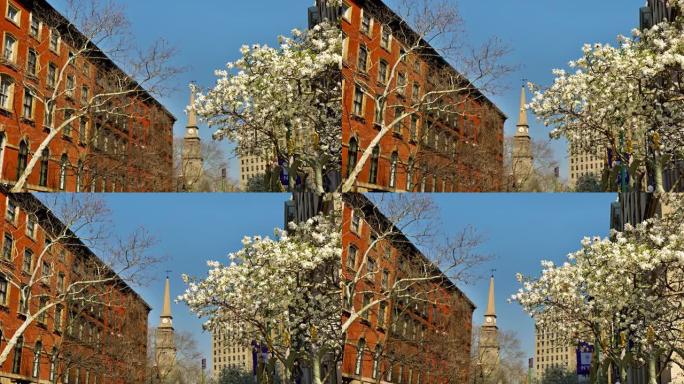 纽约樱花。住宅楼。教堂。