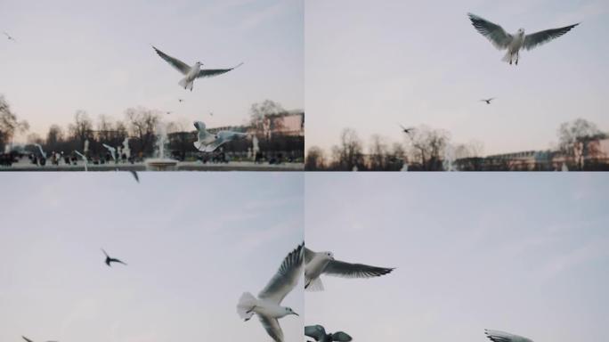 华丽的小群海鸥和鸽子在小巴黎喷泉池塘上空飞来飞去寻找食物慢动作
