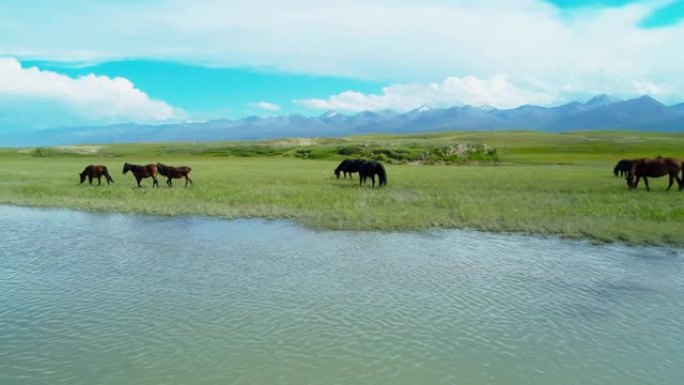 草原上放牧的马群大草原新疆放牧场牛羊畜牧