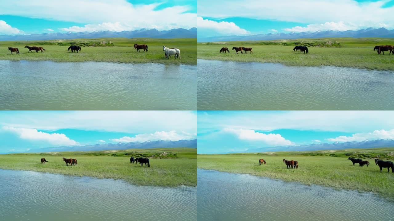 草原上放牧的马群大草原新疆放牧场牛羊畜牧