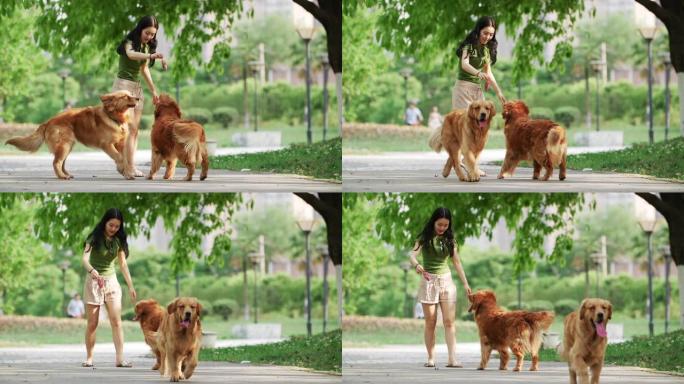 美丽的年轻中国女人在户外玩金毛寻回犬狗