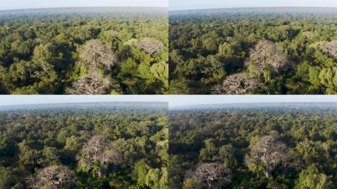 中部非洲热带雨林中大型猴面包树的空中平移视图