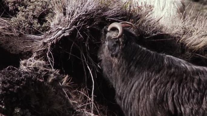 巴塔哥尼亚安第斯山脉的黑羊。