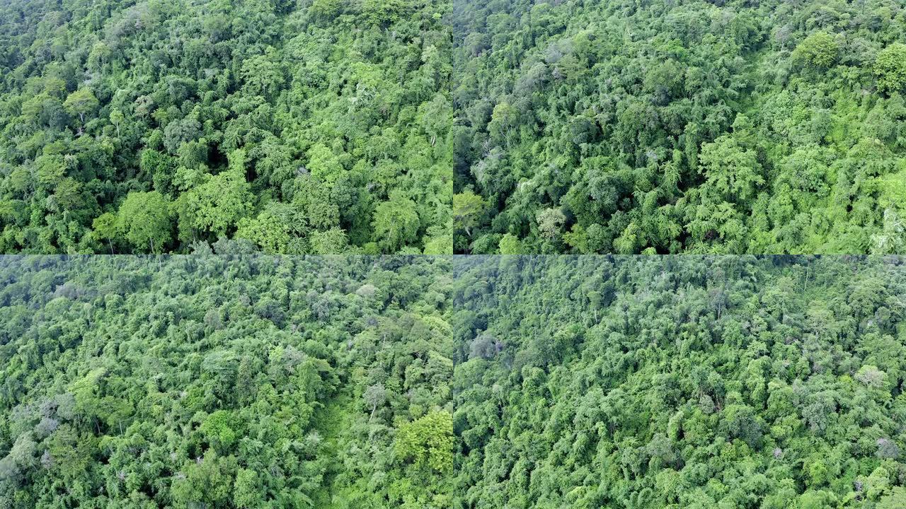 泰国热带森林中茂密的树木的鸟瞰图