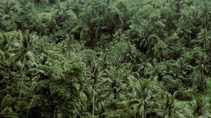 巴厘岛上的热带丛林