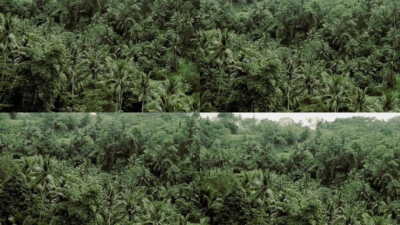 巴厘岛上的热带丛林