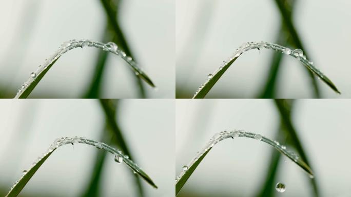 植物叶片上的水滴露珠露水雨露