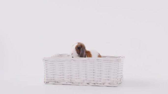 工作室拍摄的微型棕色和白色翻牌耳兔坐在白色背景的篮子床上
