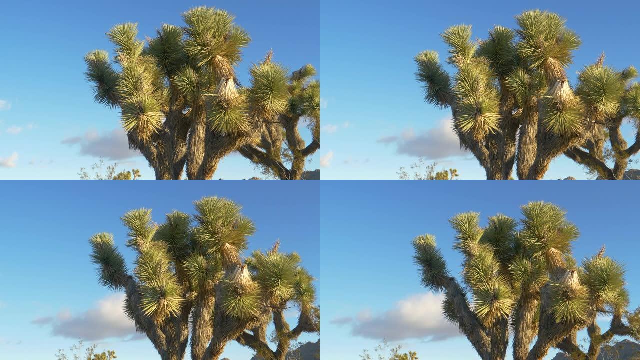 特写: 迷人的丝兰棕榈在温暖的加州阳光下蓬勃发展。