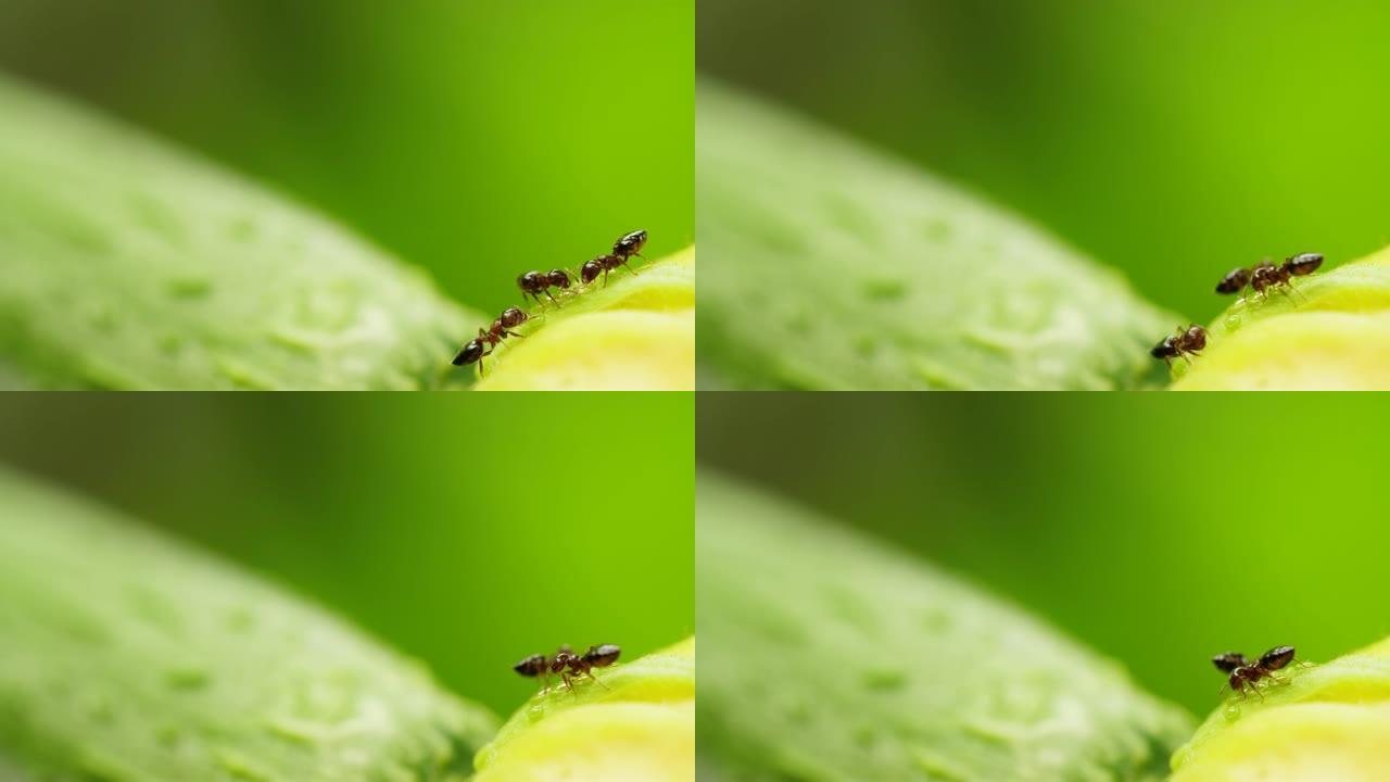 花上两只黑蚂蚁的特写镜头，4k