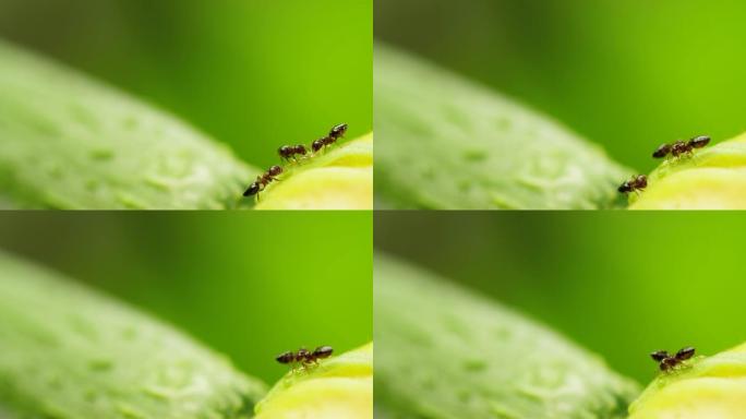 花上两只黑蚂蚁的特写镜头，4k