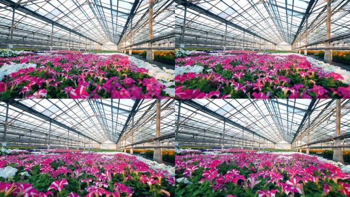 大温室里长着各种各样的花