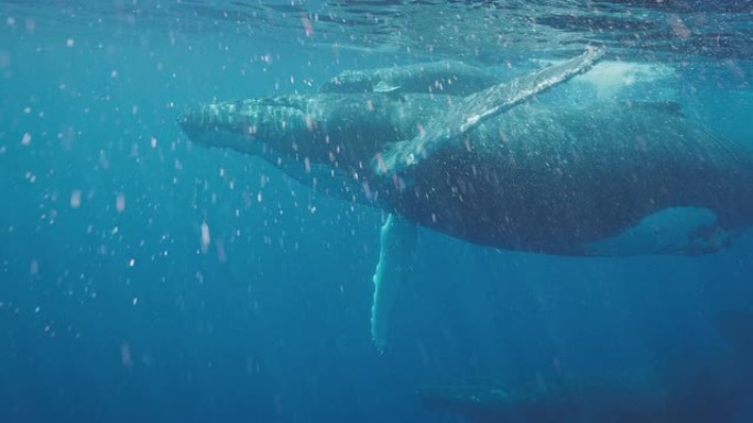 座头鲸在海洋中游泳的惊人水下景色