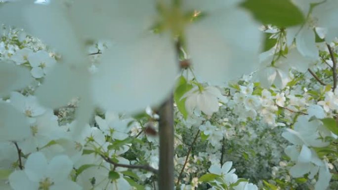 春天的苹果开花。